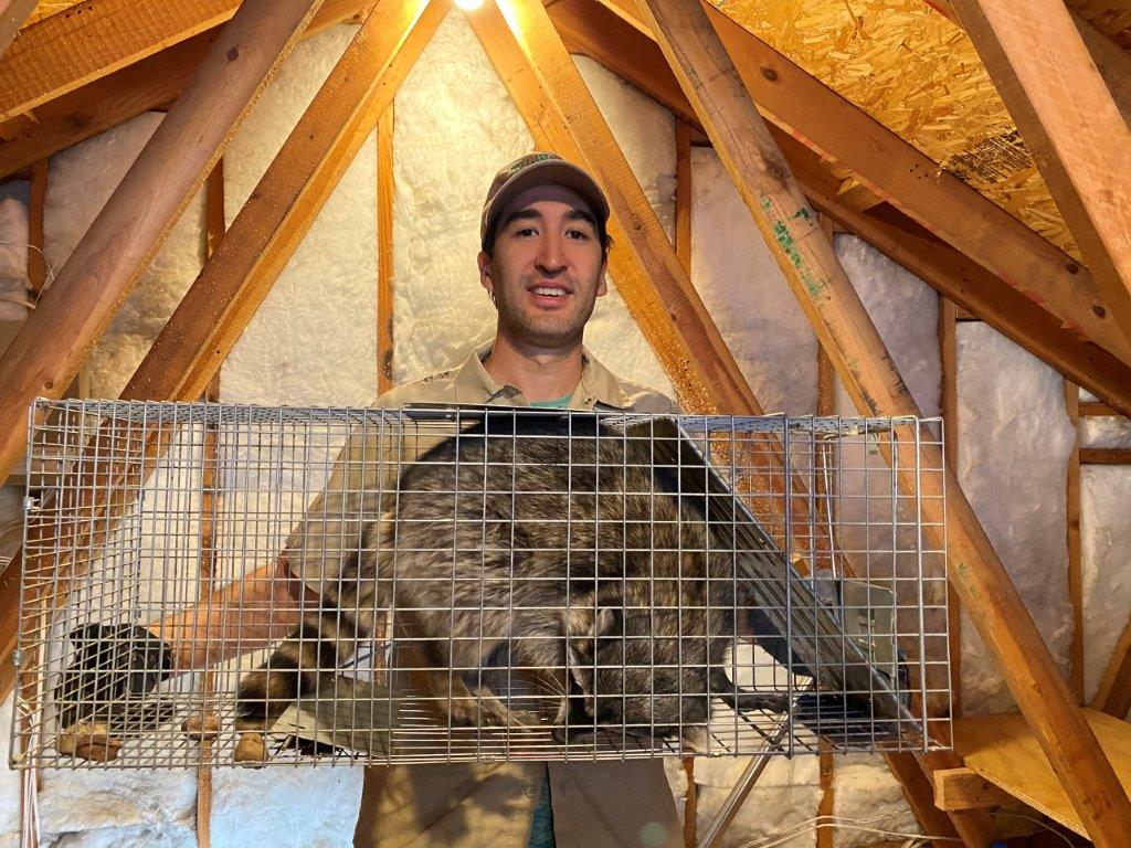 Lakeland raccoon trapping